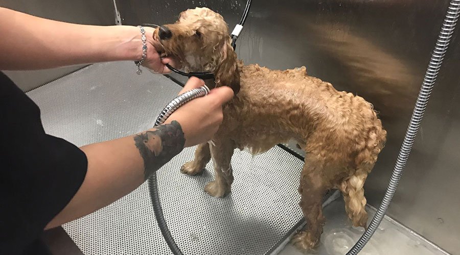 Baño-para-Perro-2