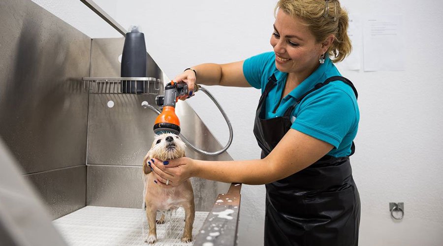 Baño-para-Perro-3