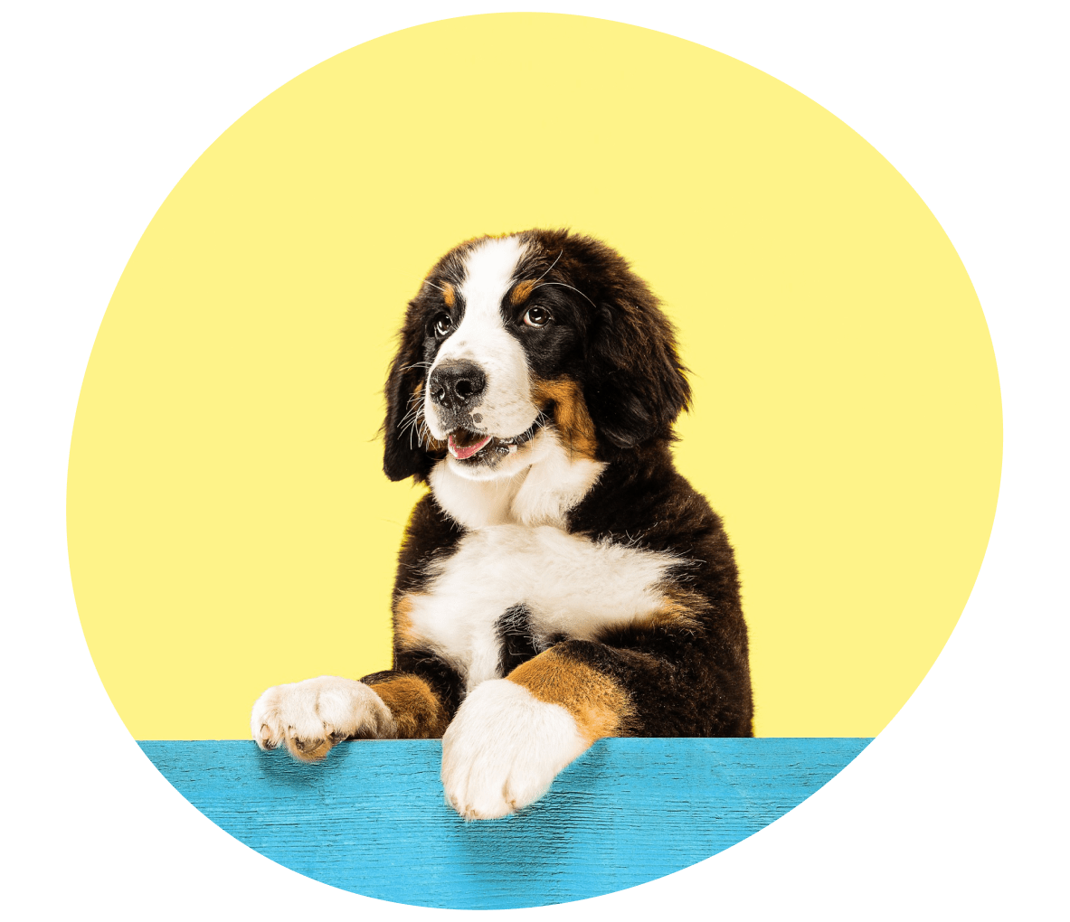 Ecografía para Mascotas