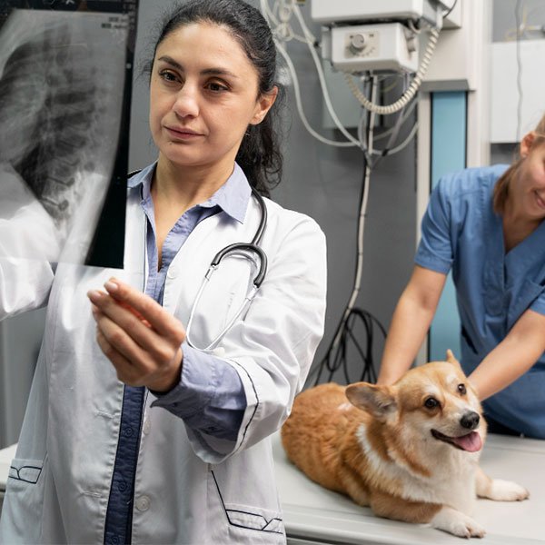 Rayos X para Mascotas en Bogotá